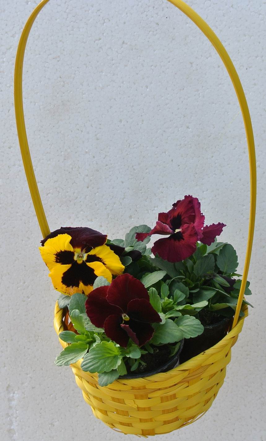 Aranjament Cos 3 Viola