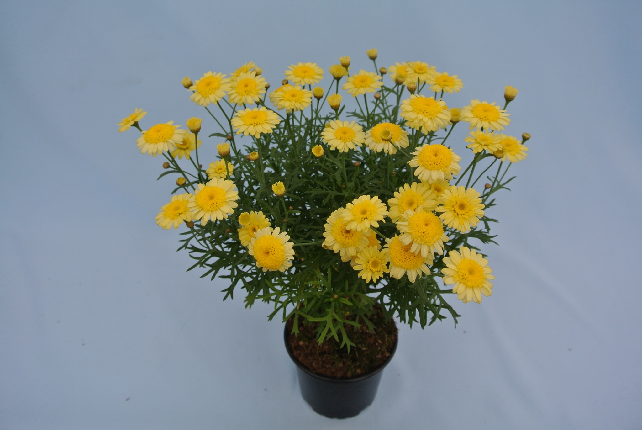 Argyranthemum 12