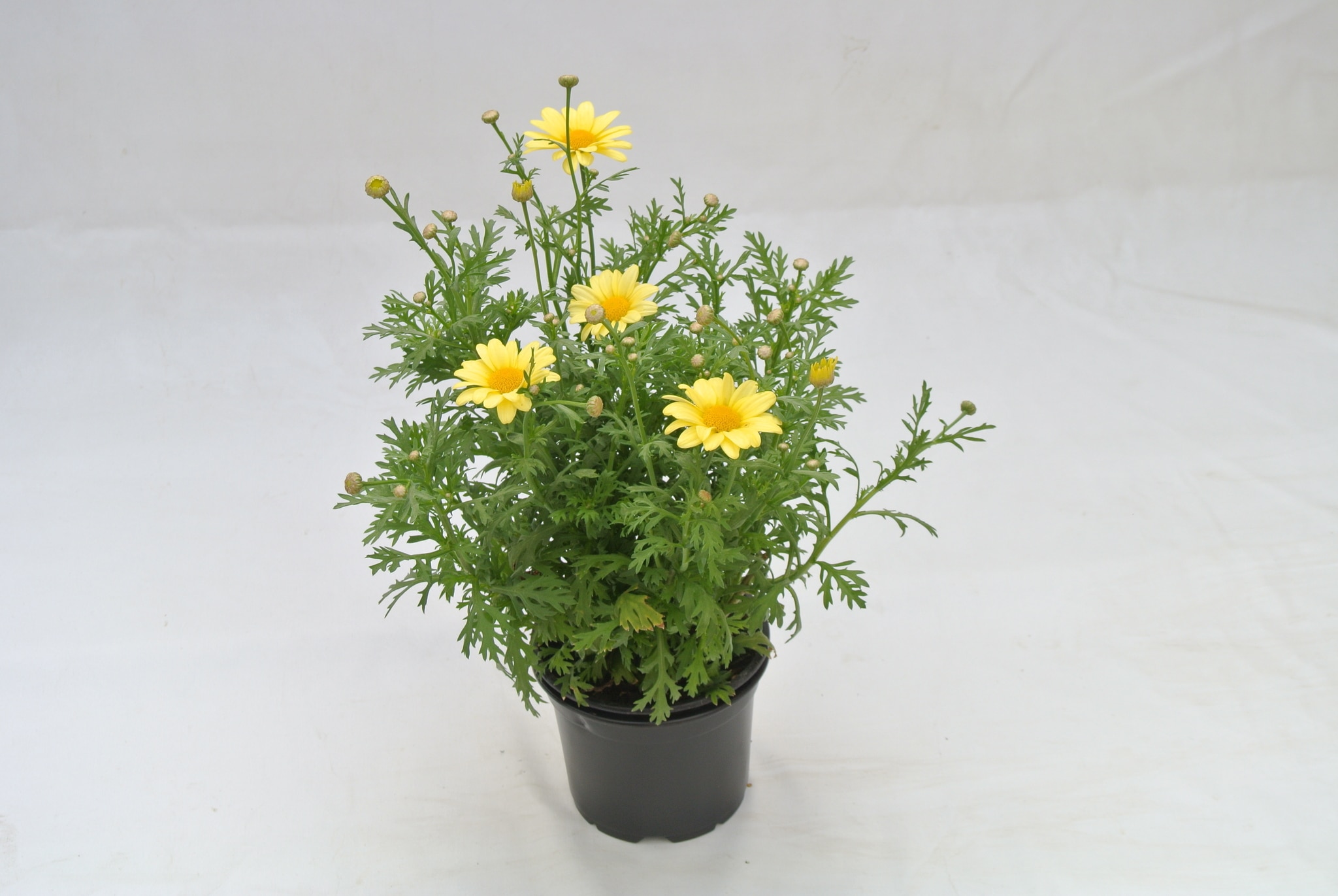 Argyranthemum 12