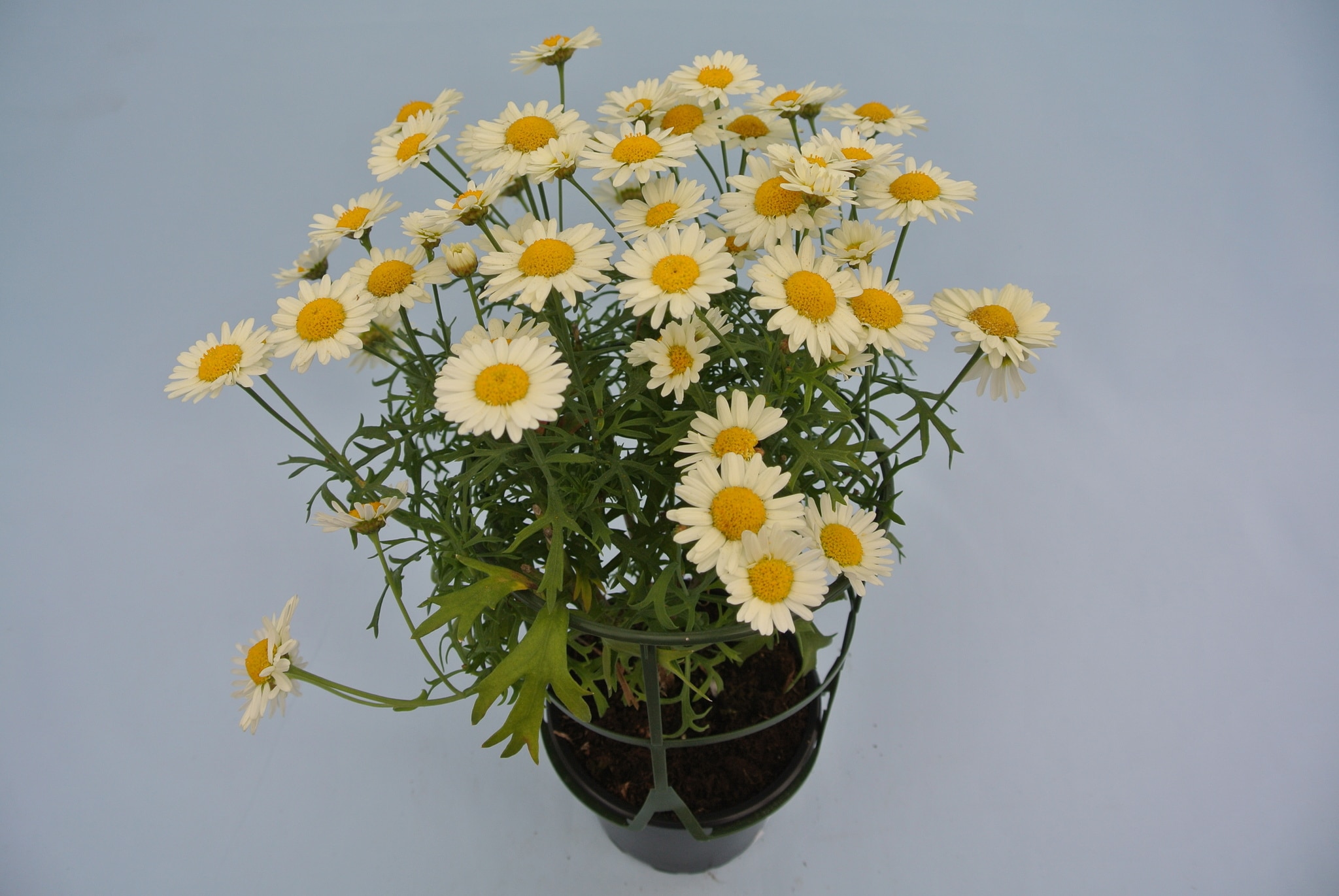 Argyranthemum 12