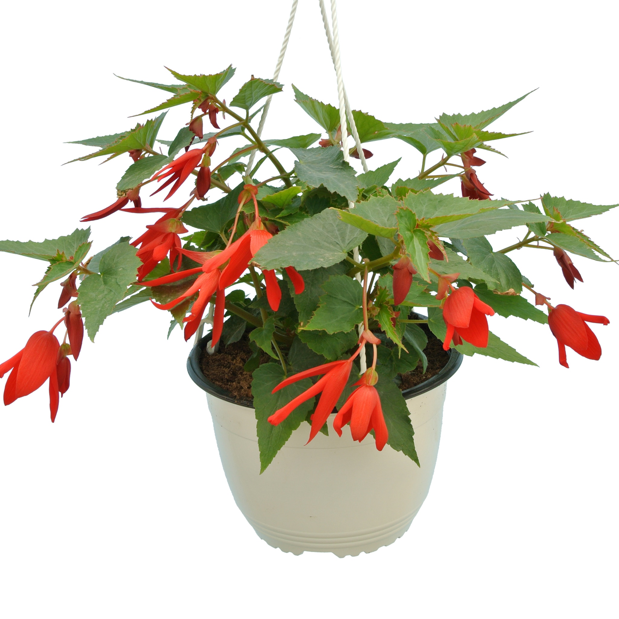 Begonia Boliviensis, in ghiveci, 19 cm