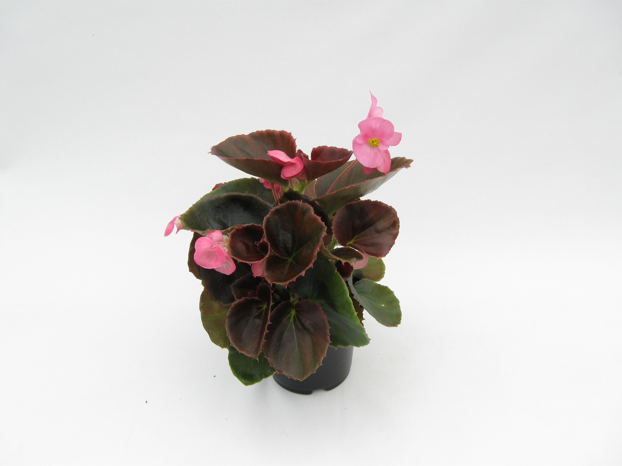 Begonia Semperflorens, in ghiveci, 9 cm