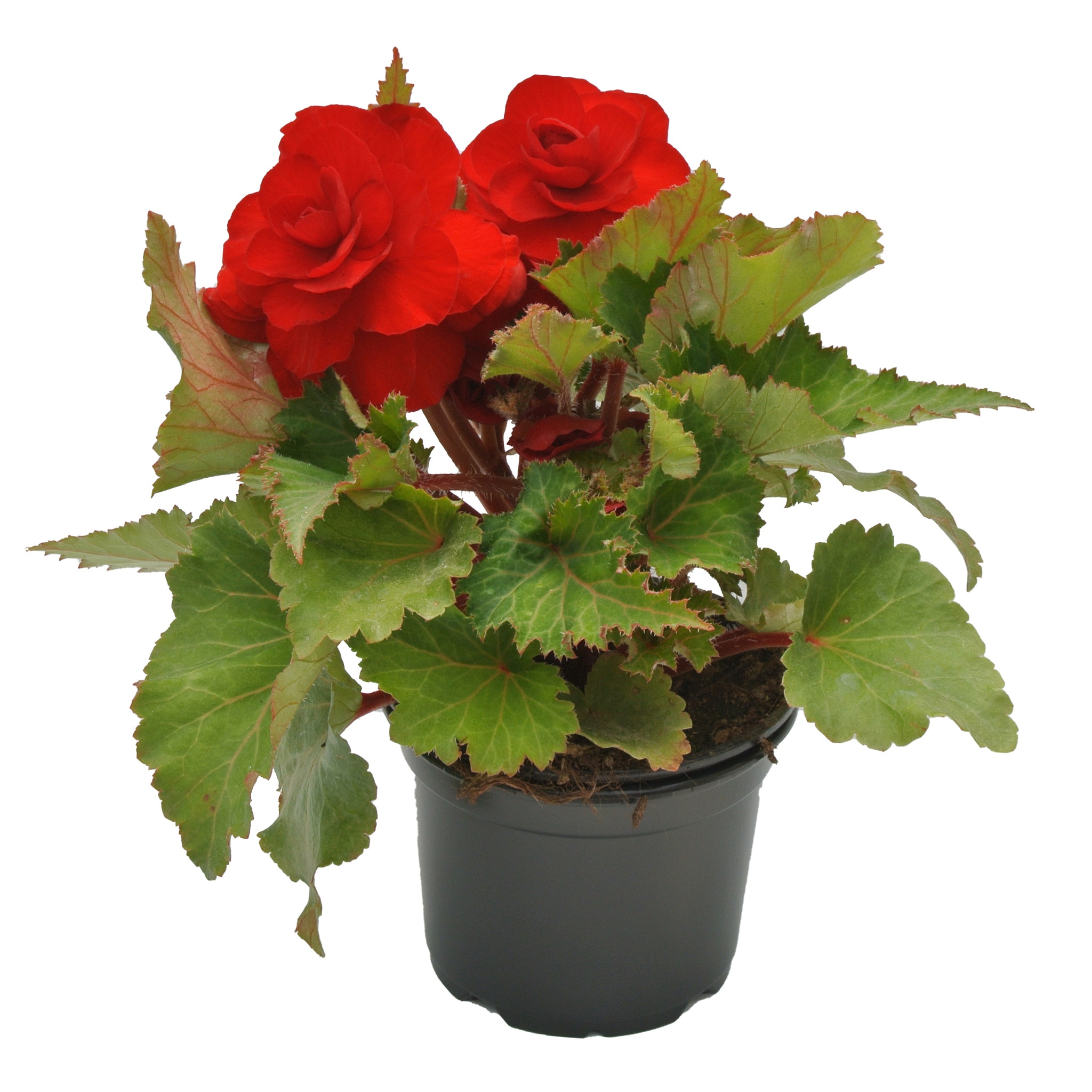 Begonia Tuberhybrida, in ghiveci, 12 cm