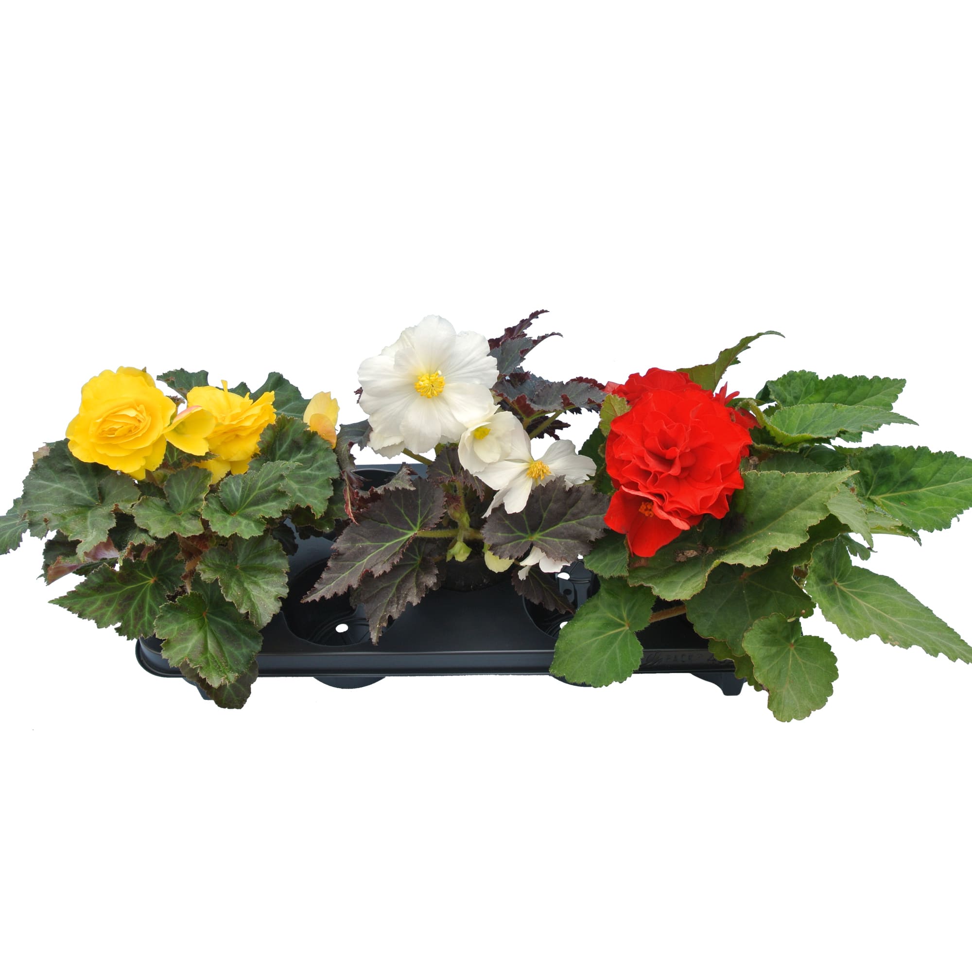 Begonia Tuberhybrida, in ghiveci, 12 cm