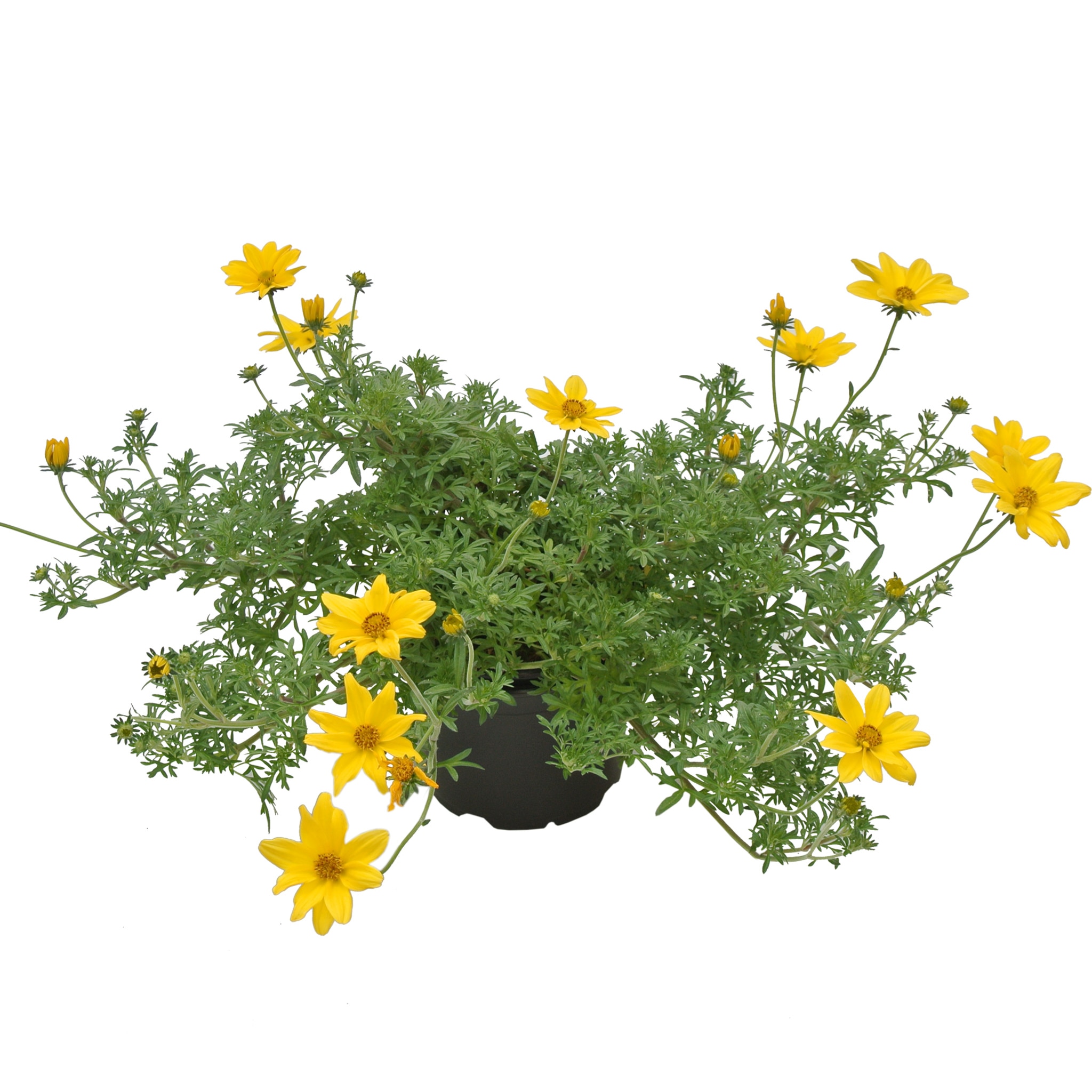 Bidens, in ghiveci, 12 cm