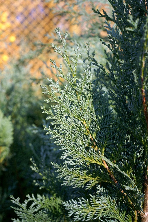 Planta exterior Chamaecyparis Columnaris, 3L, verde