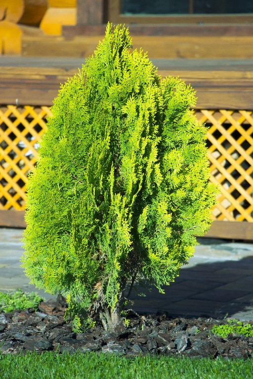 Thuja Occident. Smaragd 120 140  cm