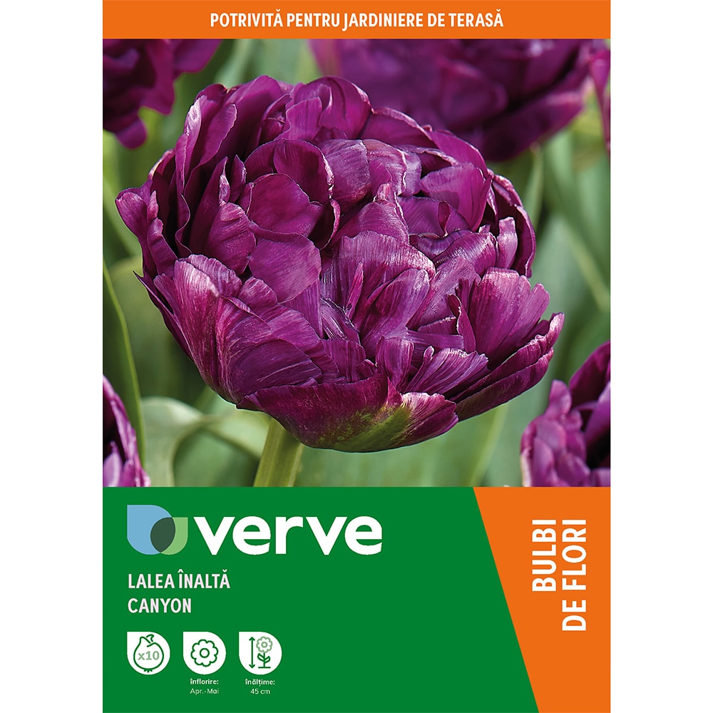 Bulb VERVE Lalea Canyon, mov