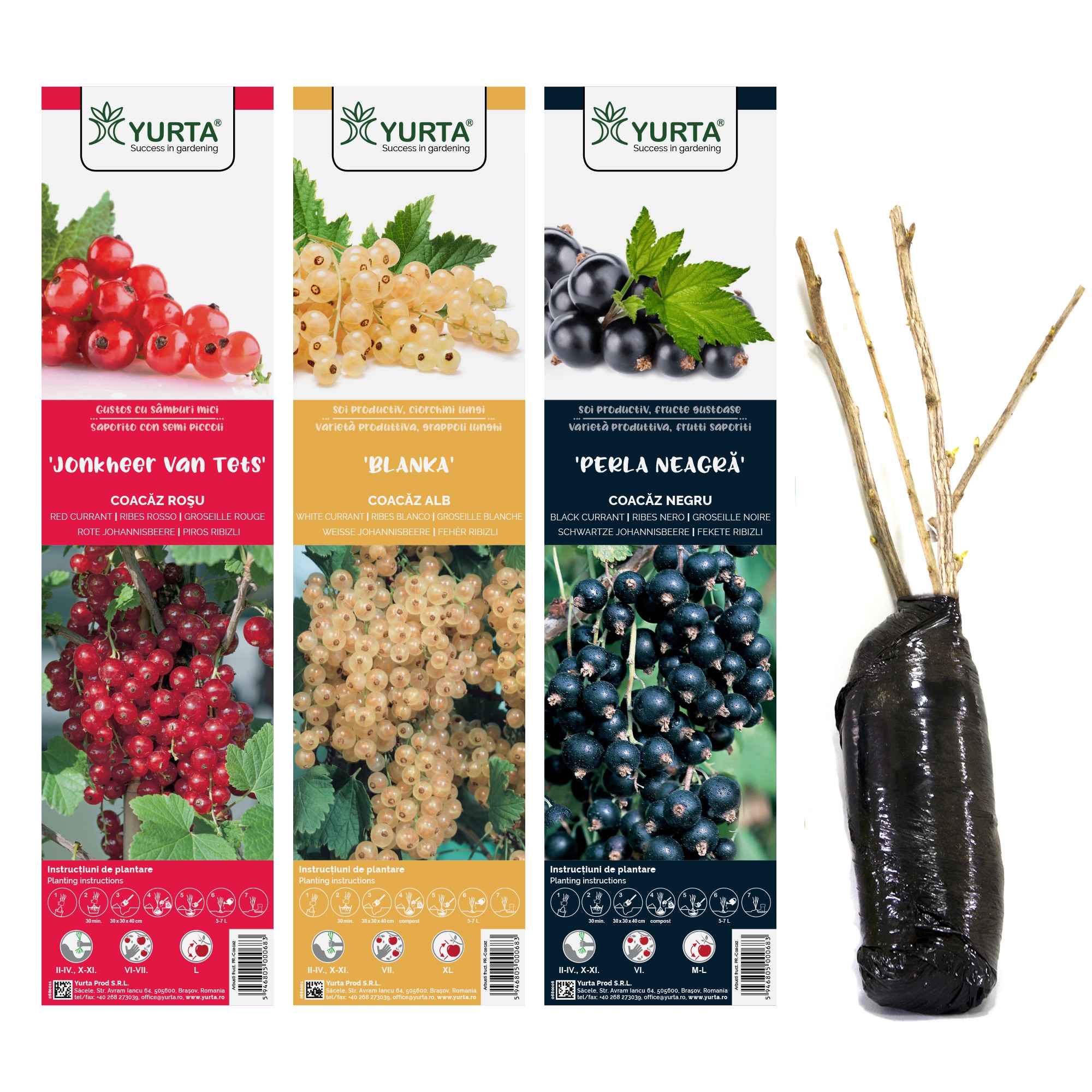 Arbust fructifier, mix soiuri coacaz