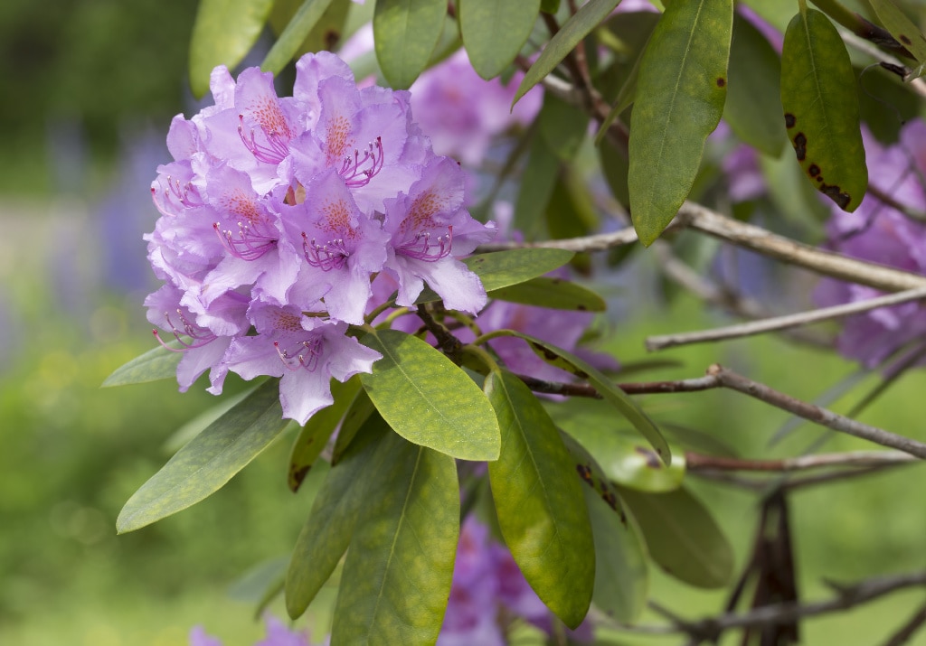 Rhododendron Mix 21 32 Cm