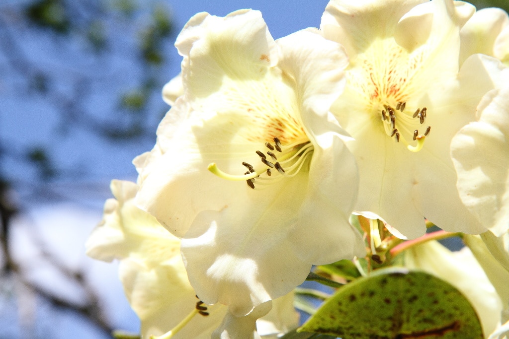 Rhododendron Mix 21 32 Cm