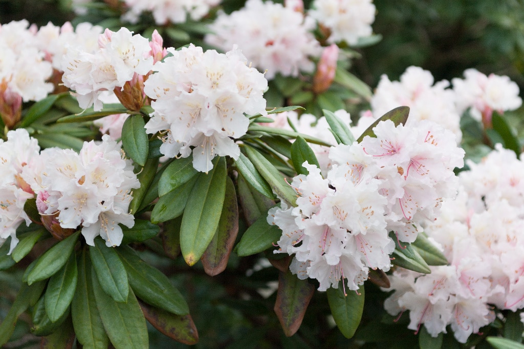 Rhododendron Mix 21 32 Cm