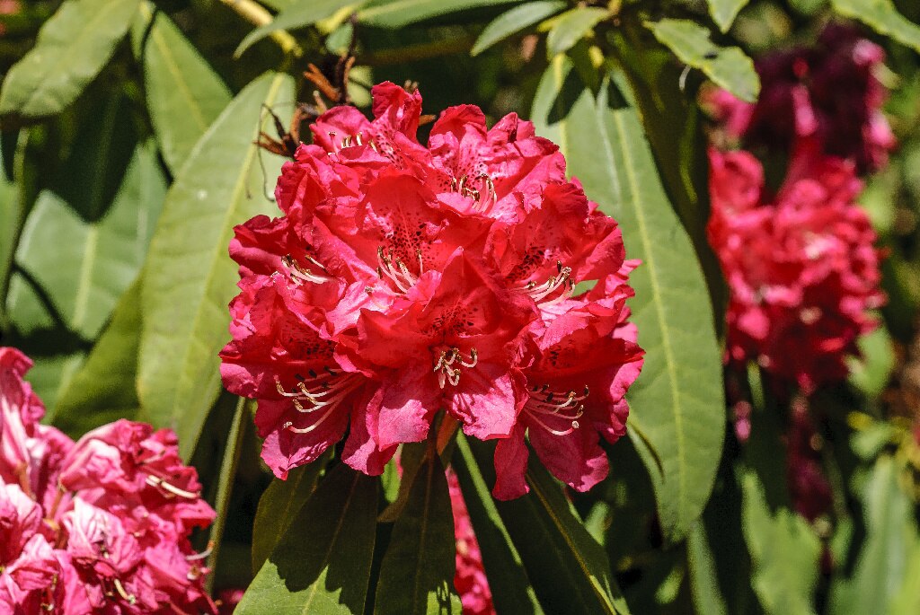 Rhododendron Mix 21 32 Cm