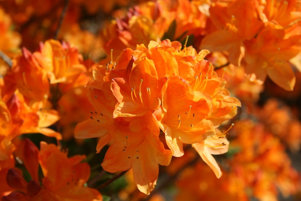 Planta Azalea mix, 20-25 cm, diverse culori