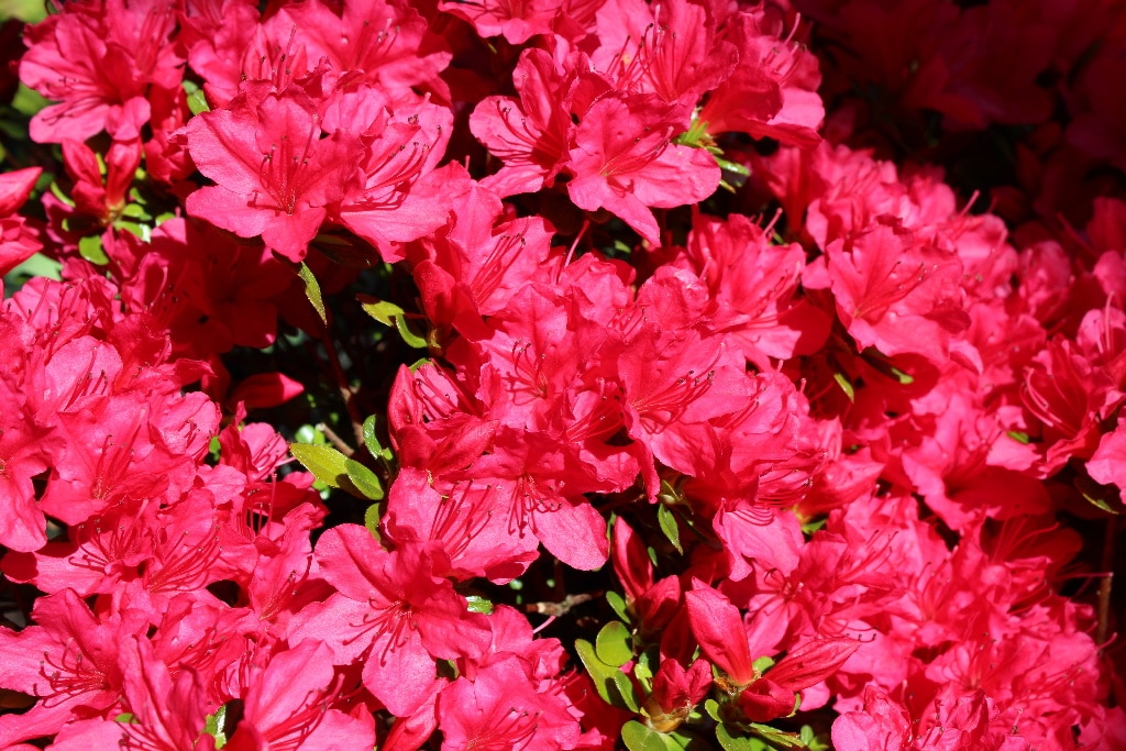 Planta Azalea mix, 20-25 cm, diverse culori