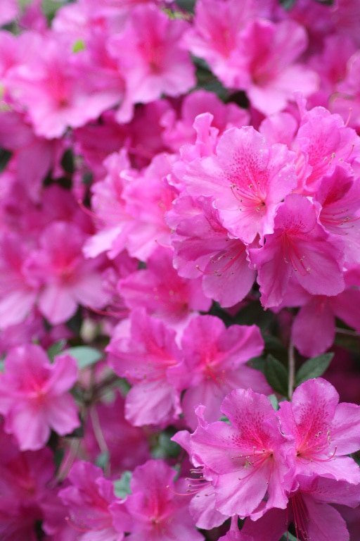 Planta Azalea mix, 20-25 cm, diverse culori