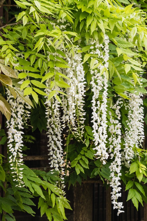 Wisteria Mix 130 160 Cm