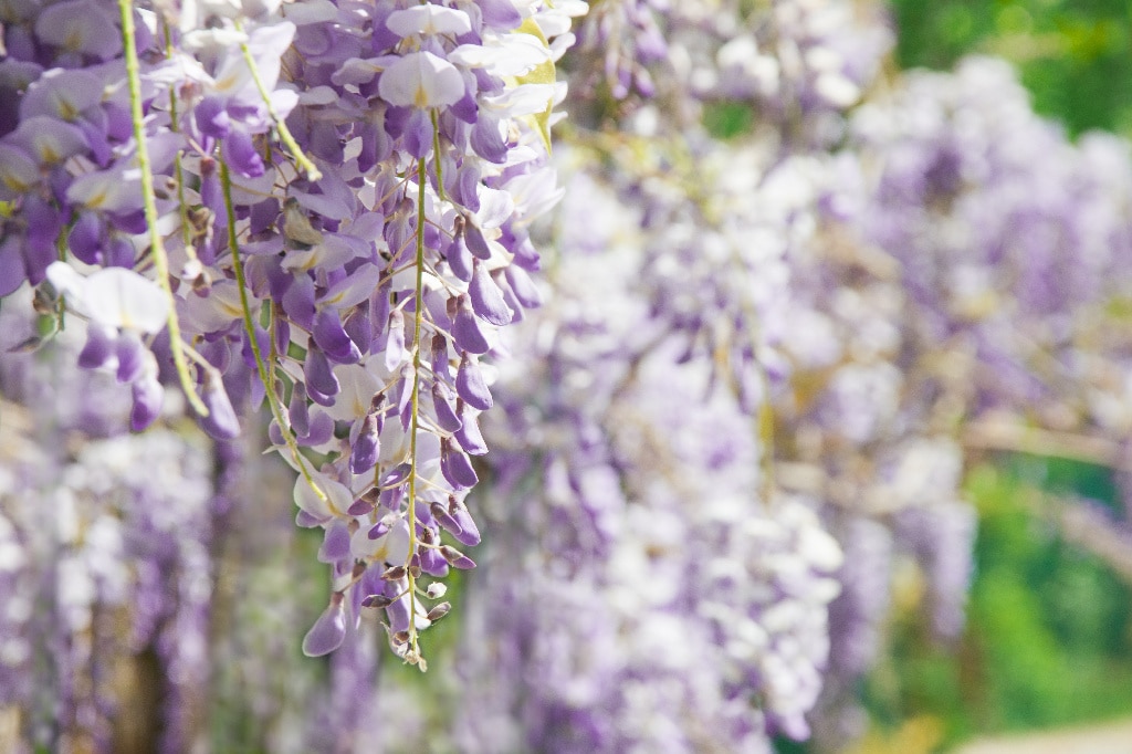 Wisteria Mix 130 160 Cm