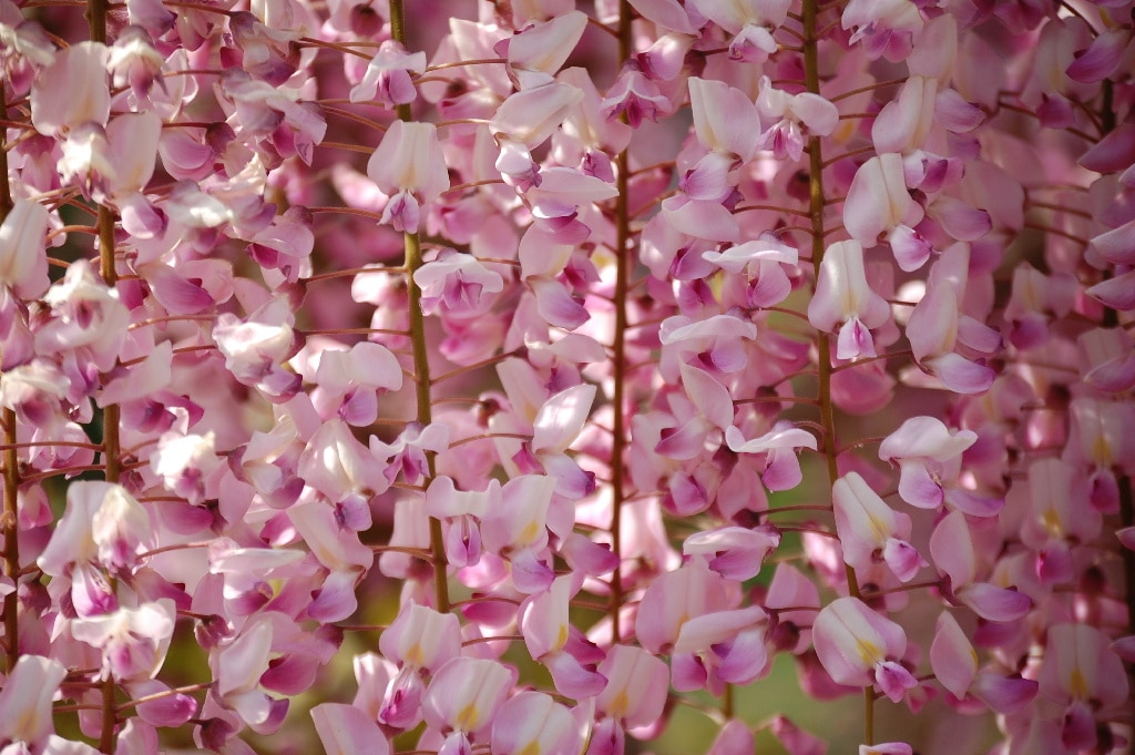 Wisteria Mix 130 160 Cm