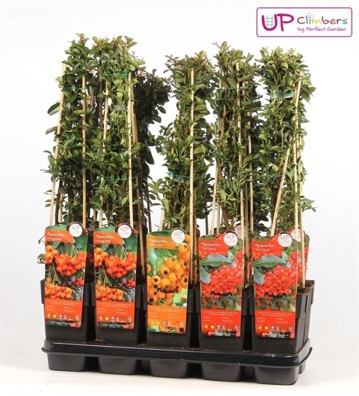 Mix Pyracantha, 40 - 50 cm