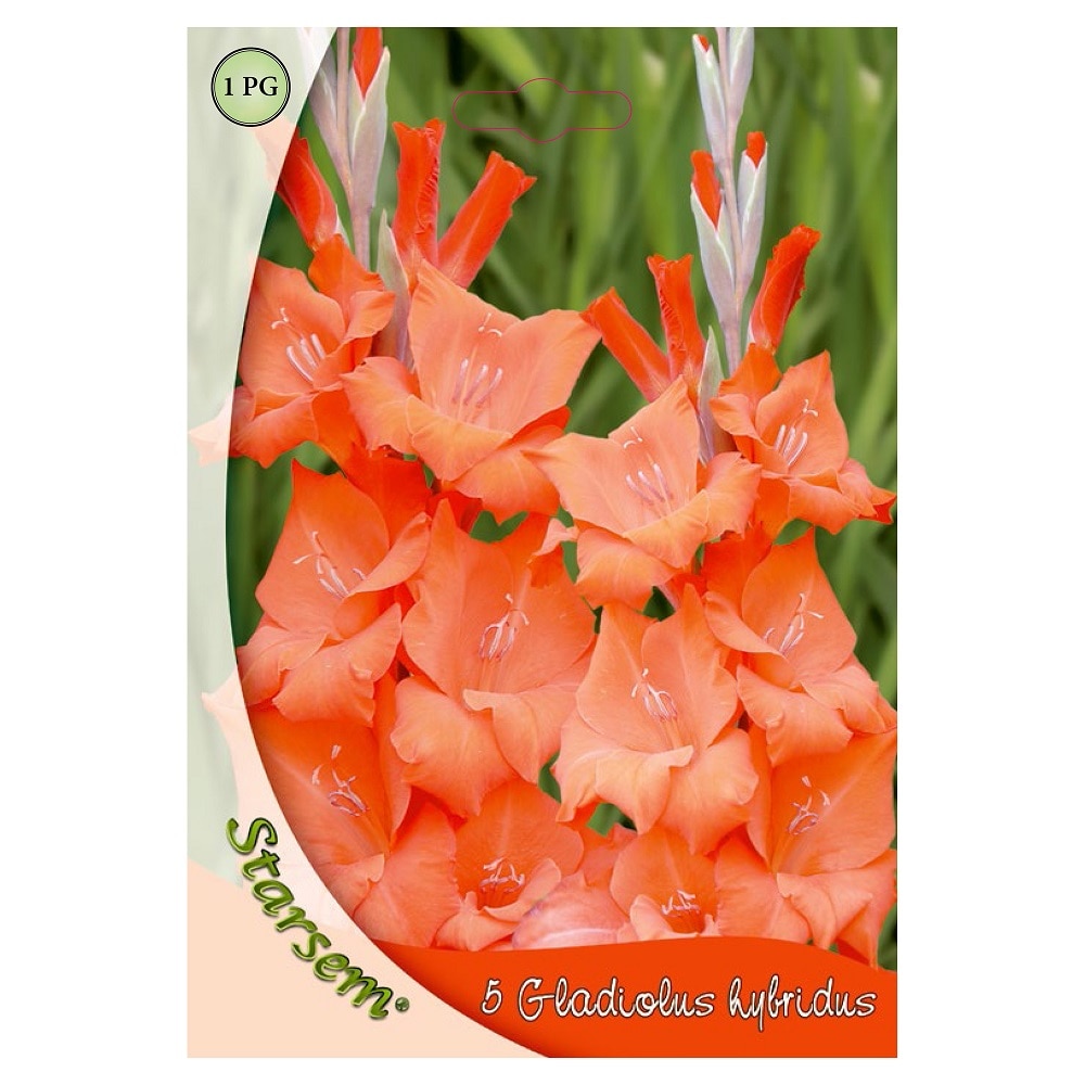 Bulbi gladiole, portocaliu, 5 bucati Starsem