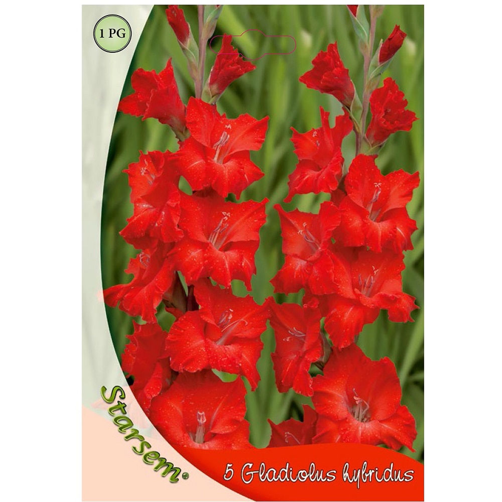 Bulbi flori Gladiole rosu STARSEM