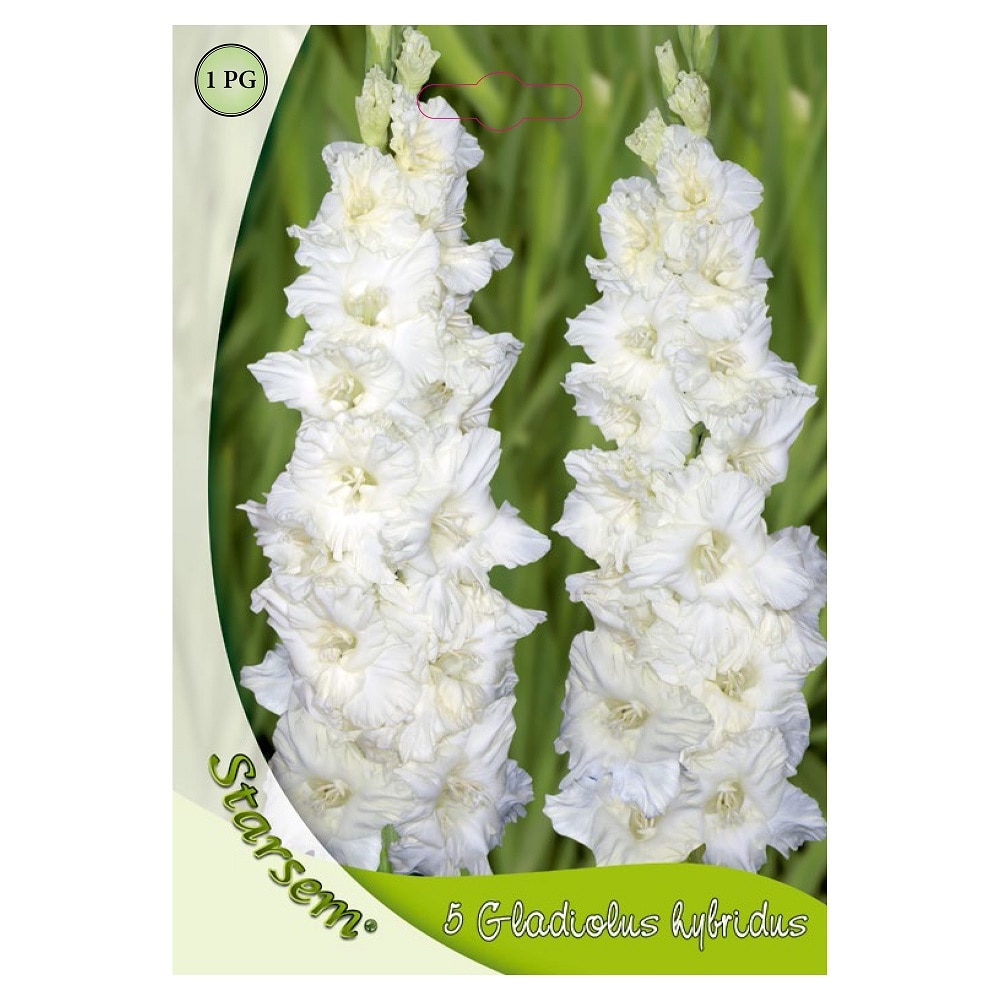 Bulbi gladiole, alb