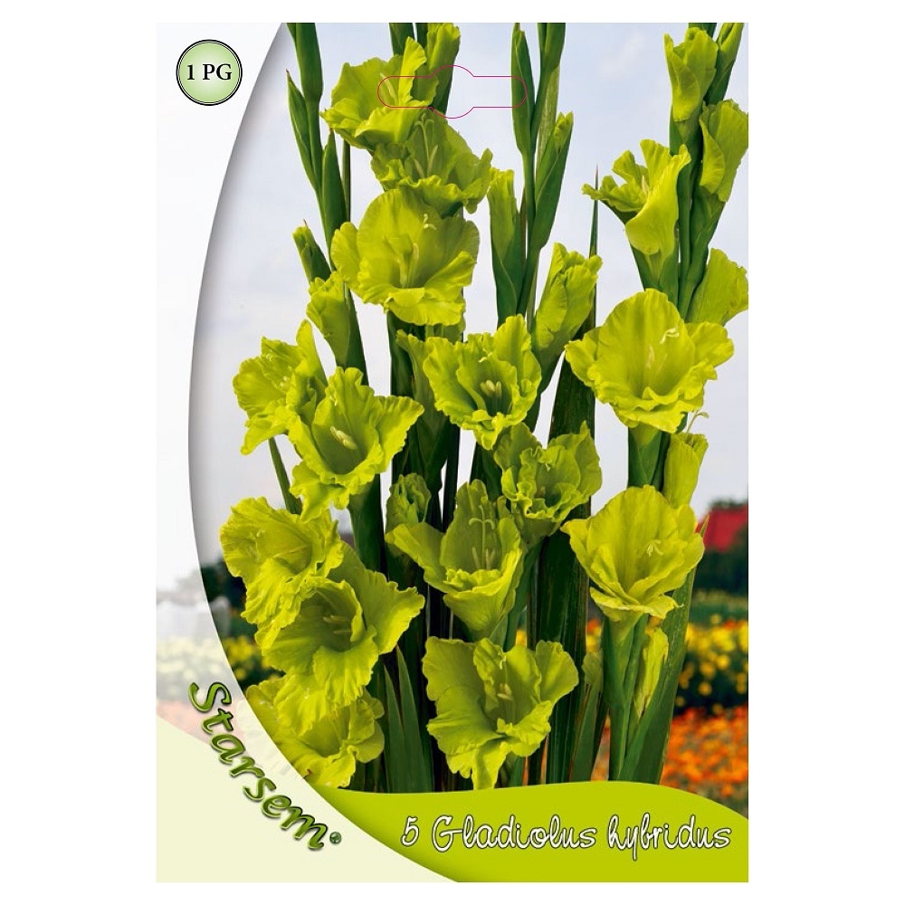 Bulbi gladiole, verde