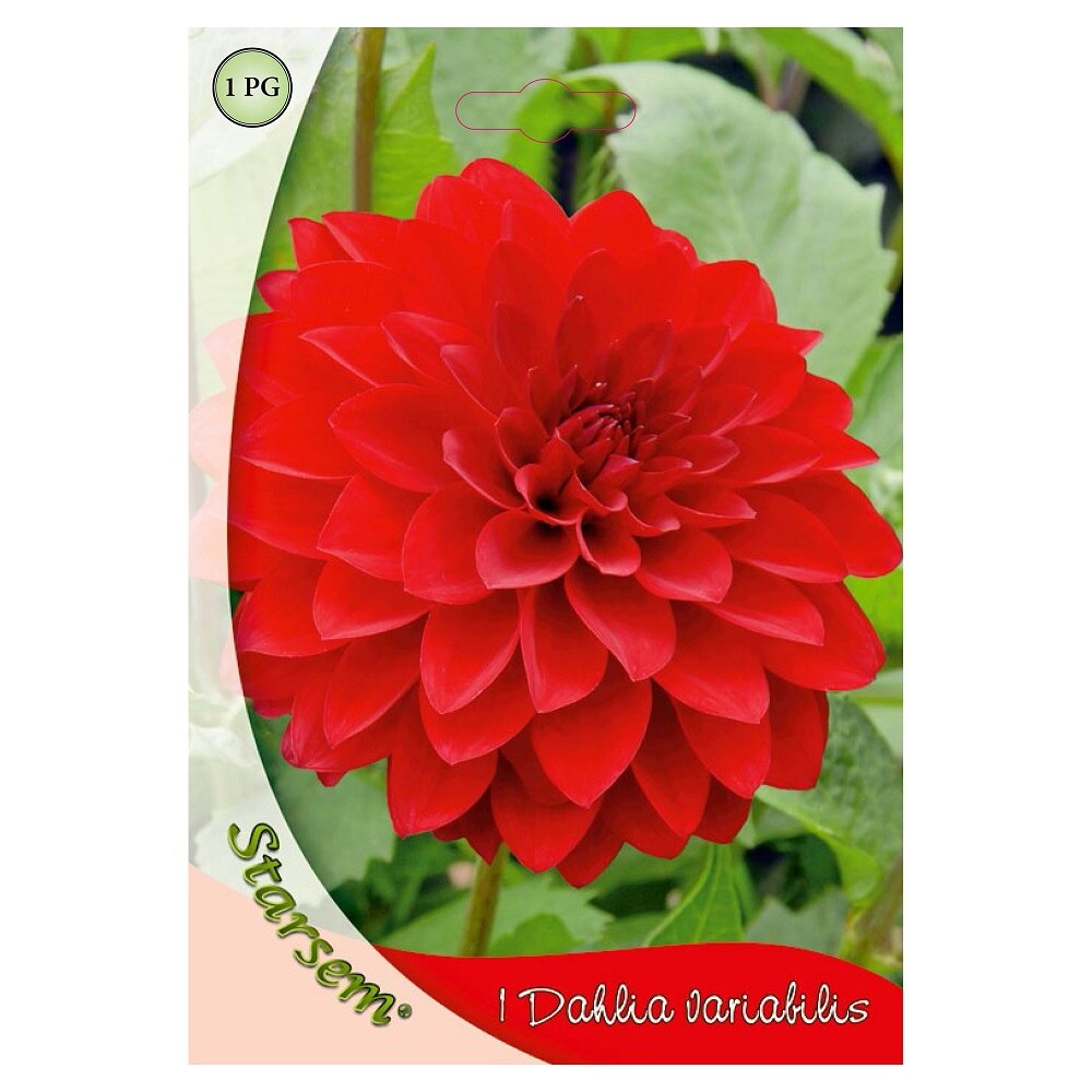 Bulbi dalie, rosie  Starsem