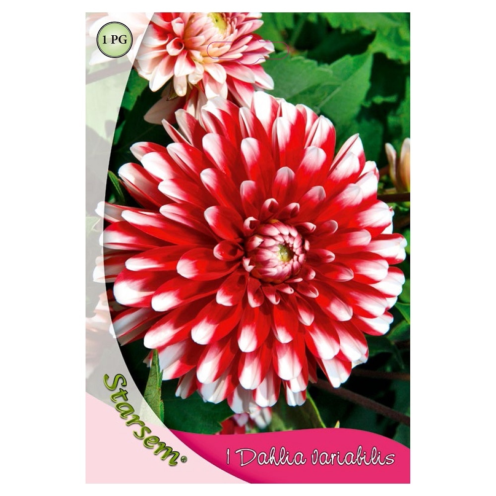 Bulbi dalie, vargata  Starsem