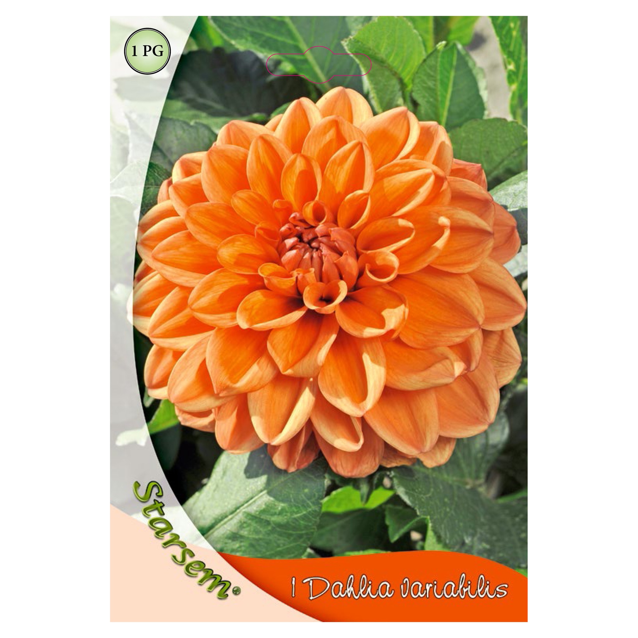 Bulbi dalie, portocalie Starsem