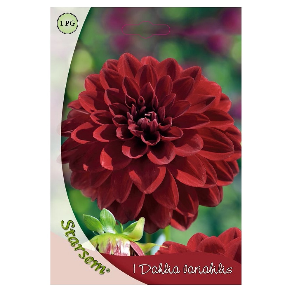 Bulbi dalie, arabian night  Starsem