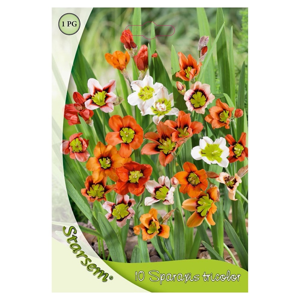 Bulbi Sparaxis, 10 bucati  Starsem