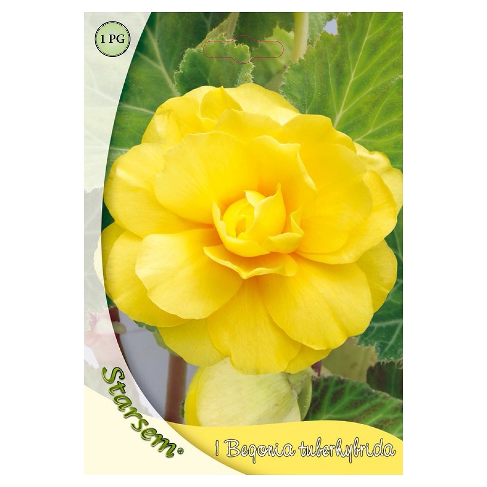 Bulb begonie, galbena  Starsem
