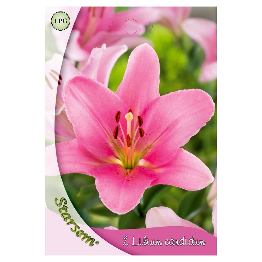 Bulbi crin, roz, 2 bucati  Starsem