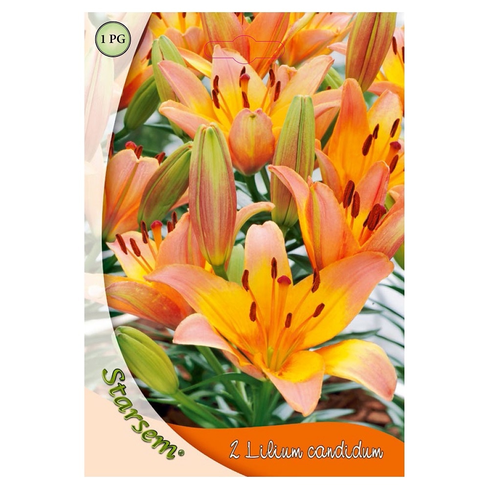 Bulbi crin, galben, 2 bucati  Starsem