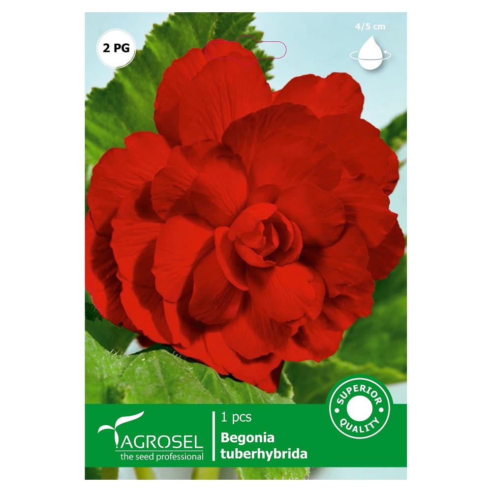 Bulbi begonie, rosu  Agrosel