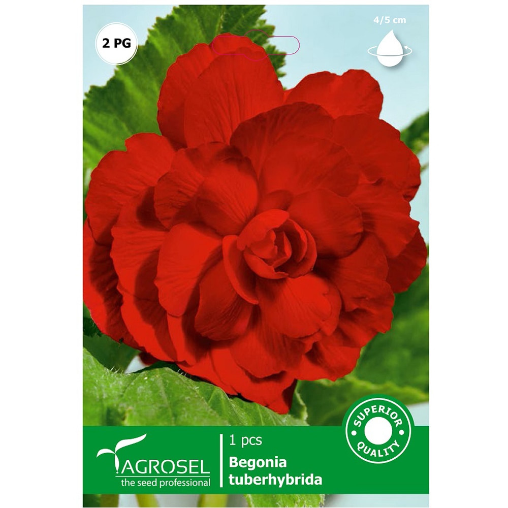 Bulbi flori Begonie rosu AGROSEL