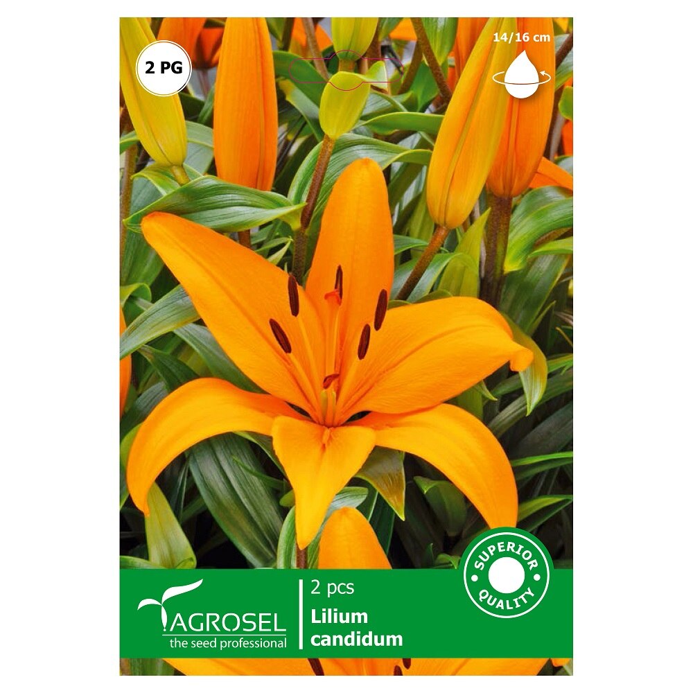 Bulbi crin portocaliu  Agrosel