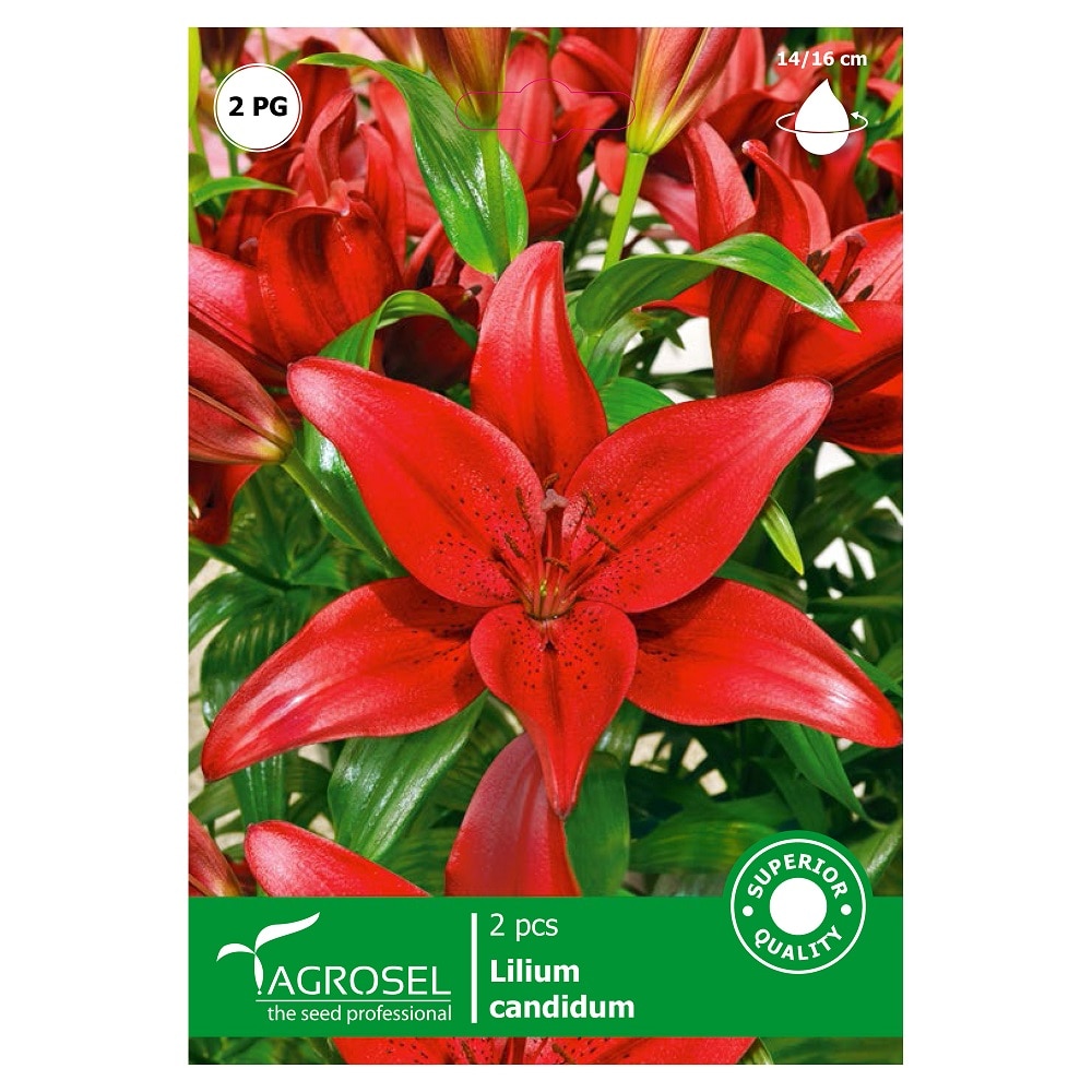 Bulbi crin rosu  Agrosel