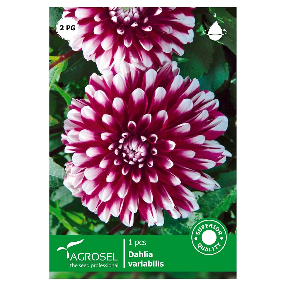 Bulbi dalie  Agrosel