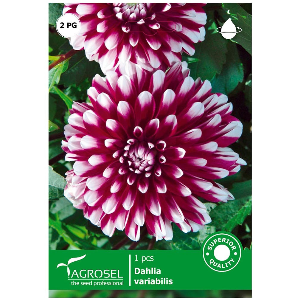 Bulbi flori Dalie AGROSEL