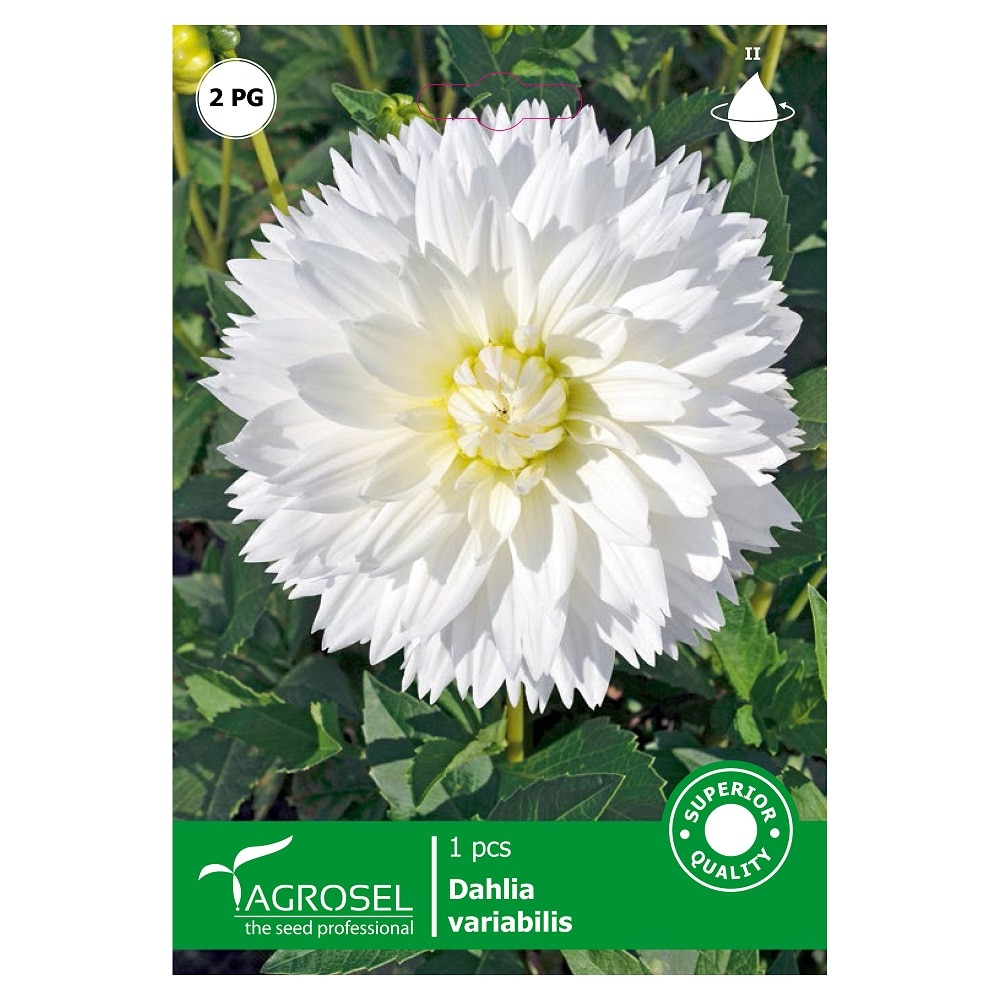 Bulbi Dahlia my love