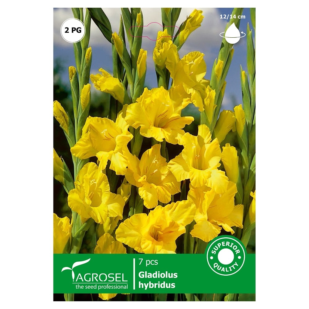 Bulbi Gladiole AGROSEL, galben