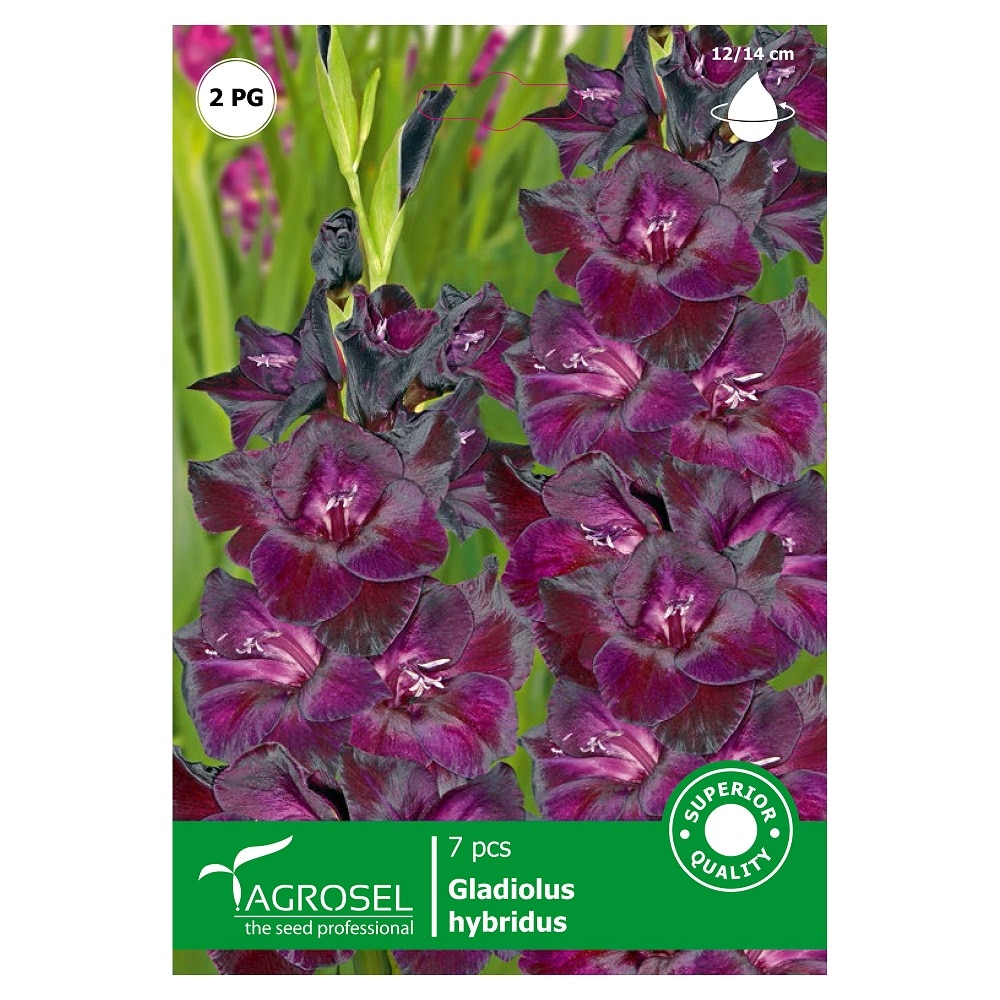 Bulbi Gladiole AGROSEL, mov