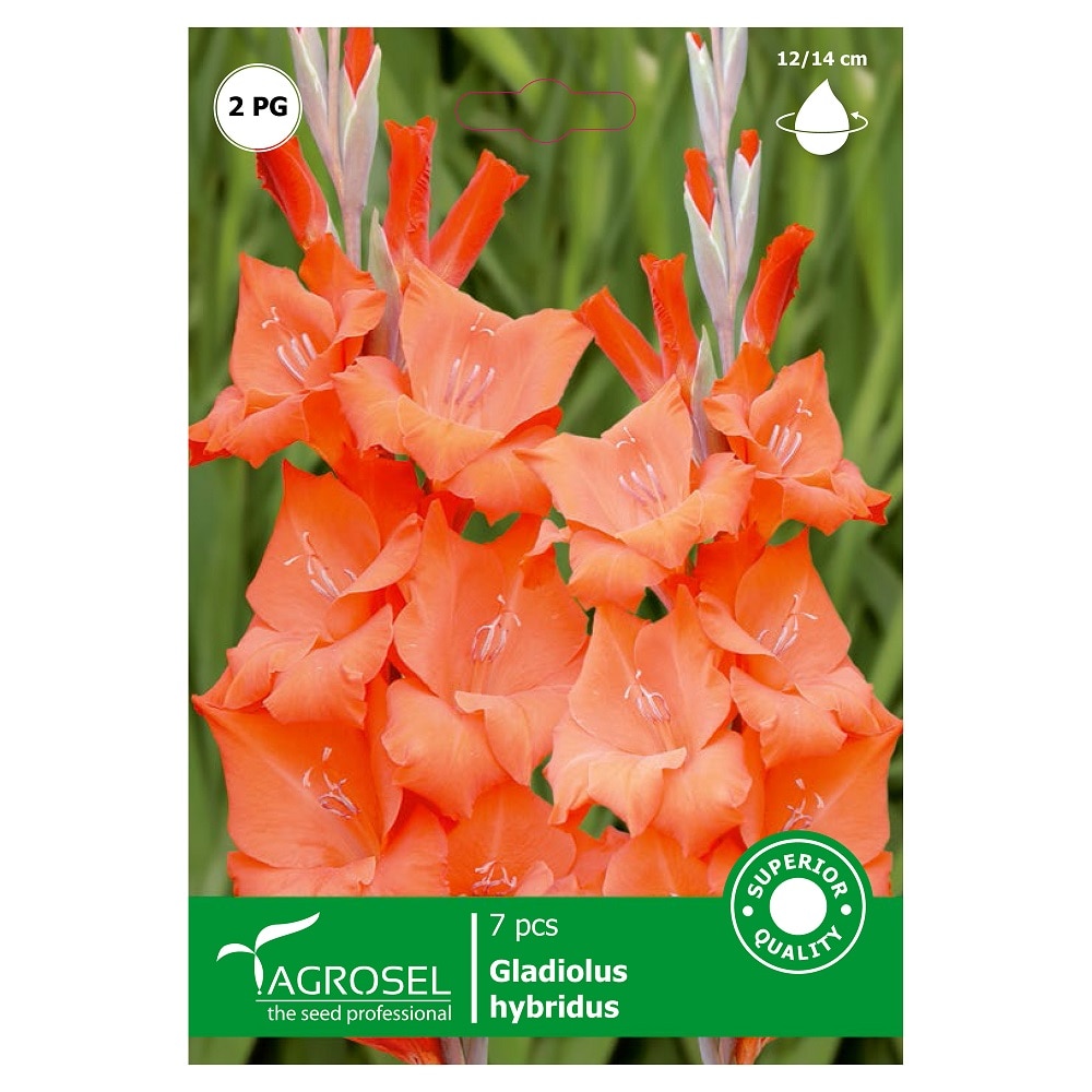 Bulbi gladiole, portocaliu  Agrosel