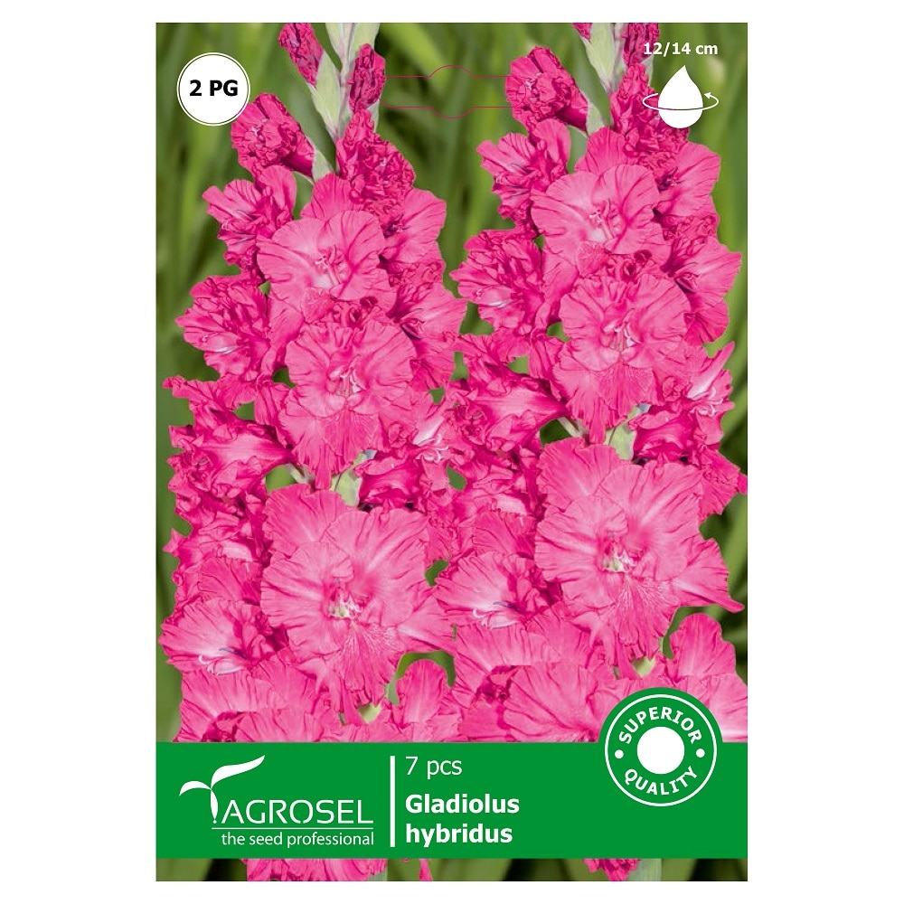 Bulbi gladiole, roz  Agrosel