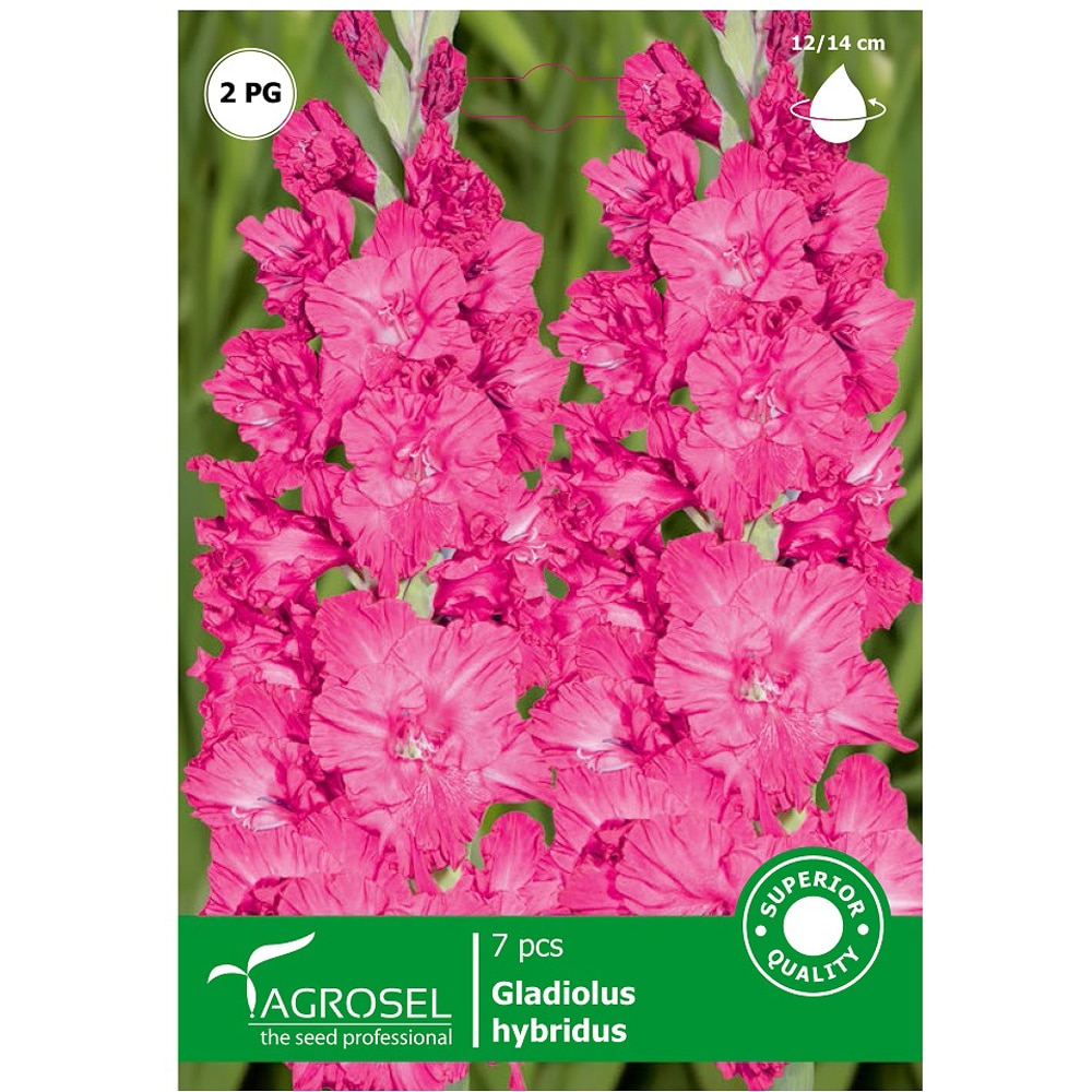 Bulbi flori Gladiole roz AGROSEL