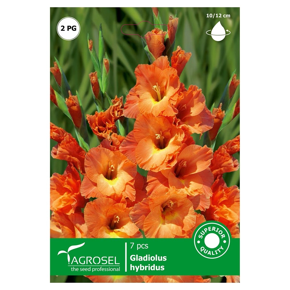 Bulbi Gladiole AGROSEL Savannah, bicolor