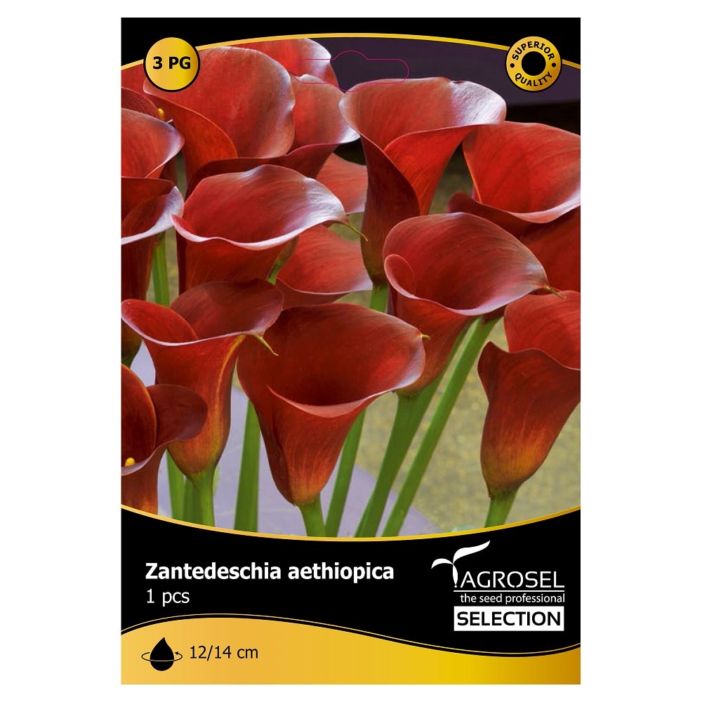 Bulbi Cala AGROSEL SELECTION, rosu